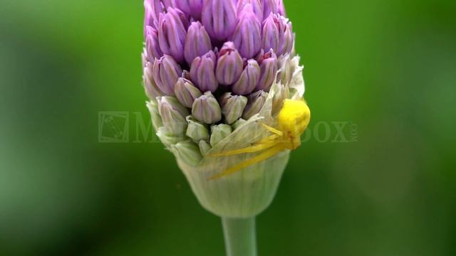 Stock Video - Goldenrod Crab Spider on Purple Allium Flower смотреть онлайн