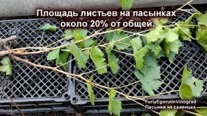 ? А Вы уже удалили все пасынки на винограде? Тогда этот ролик для Вас. Как вызрели саженцы?