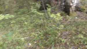 Нашествие Белых грибов в Подмосковье. Часть 2. Август.