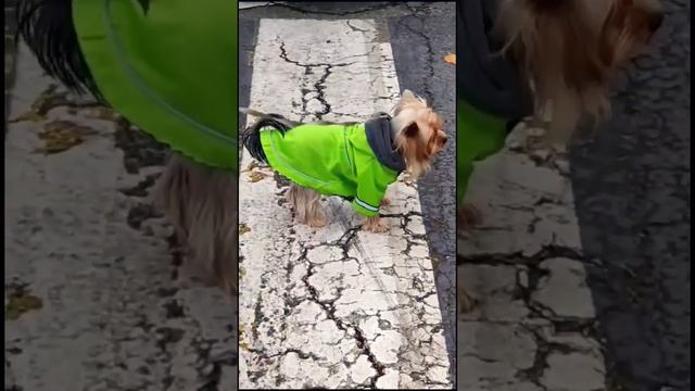 Когда ты маленький, а переход большой