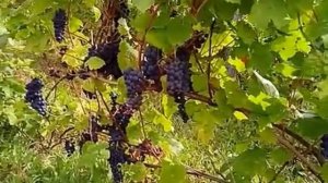 Виноград. Расстояние между кустами. Отчего зависит? !
