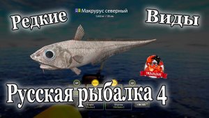 Русская рыбалка 4 Макрурус северный Ликод эсмарка