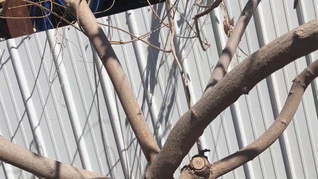 Wisteria grown as a tree? Not bonsai