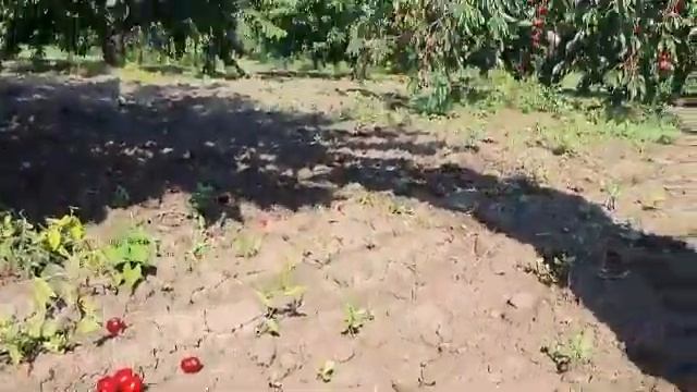 Фермеры массово уничтожают урожай мелитопольской черешни