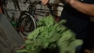Как заготовить дубовый веник для бани. Часть 2