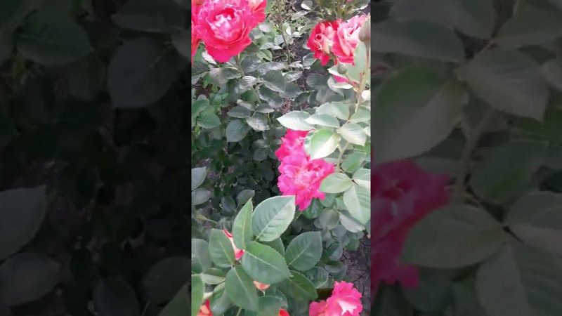 Роза Арлекин.Хочу поделится с вами ее цветением.
