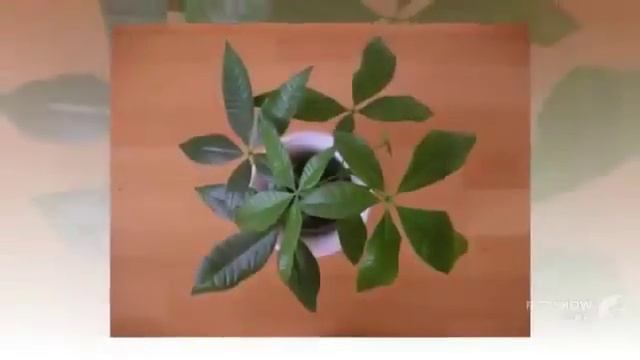 Цветы Пахира (Pachira flower)