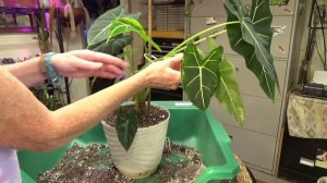 Alocasia Frydek Care & Repot