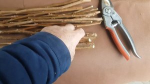 Отправляю черенки хурмы. В г. Благовещенск.