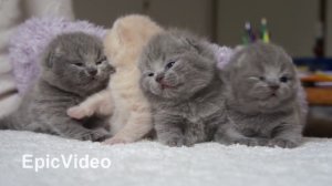 British kittens