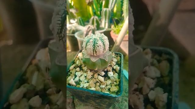 Astrophytum Asterias Super Kabuto Graft On Fero /23-32023