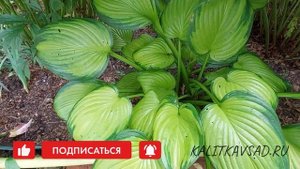 Хоста Avocado в саду