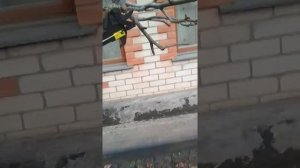 Секатор высоторез сучкорез аккумуляторный Parkside 18v. Проверка.