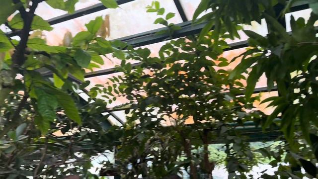 VLOG: Аптекарский огород/Москва/ ГУЛЯЕМ