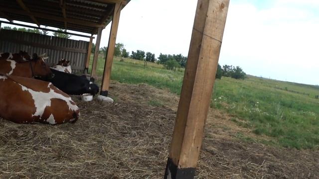 Венсушка и другие . Уличная кормушка для телят . смотреть онлайн