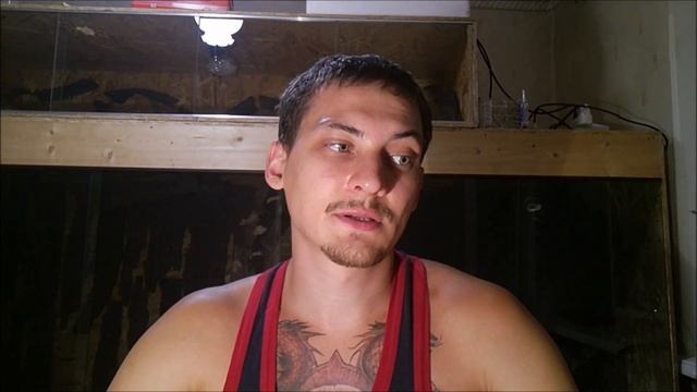 Мадагаскарский таракан: содержание, разведение. Gromphadorhina portentosa