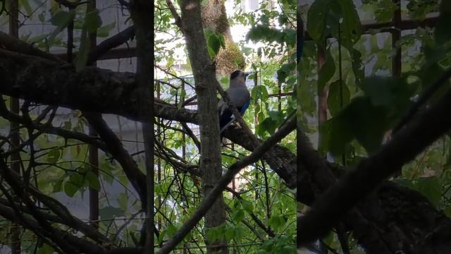 Голос Обыкновенной сойки (Garrulus glandarius). Бештаугорский лес. Ранняя осень 2022 года