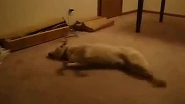 Собака что увидела во сне. Ржака. Прикол Домашнее животное . смешная собака .прикол. смотреть онлайн