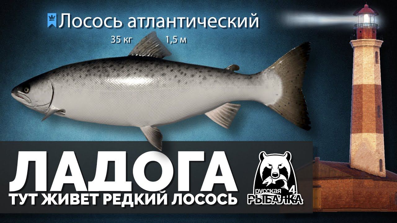 Русская Рыбалка 4 - Стрим. Ладога, место, где есть редкий Лосось атлантический смотреть онлайн