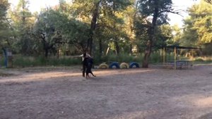 Доберман. Дрессировка добермана: защитная работа. Дрессировка GoDog.