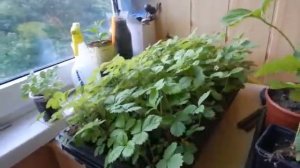 зацвела земляника барон Солемахер на балконе