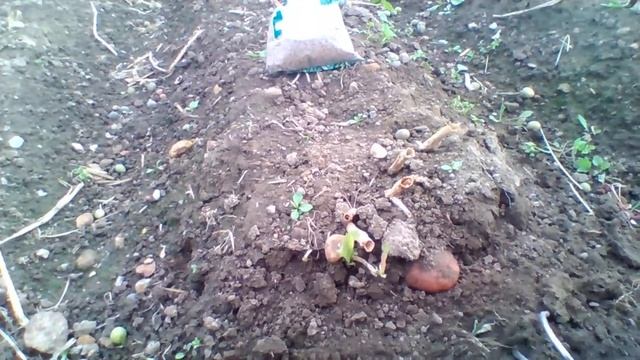 Копка картофеля   куриной лапкой. смотреть онлайн