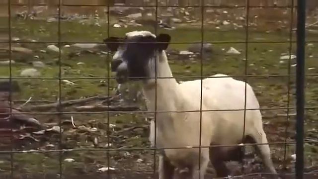 goat yelling/коза орёт смотреть онлайн