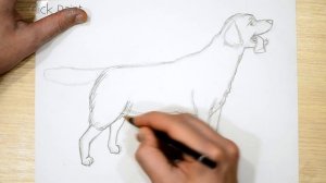 Как нарисовать Собаку карандашом Подробный урок для начинающих /How to draw a dog