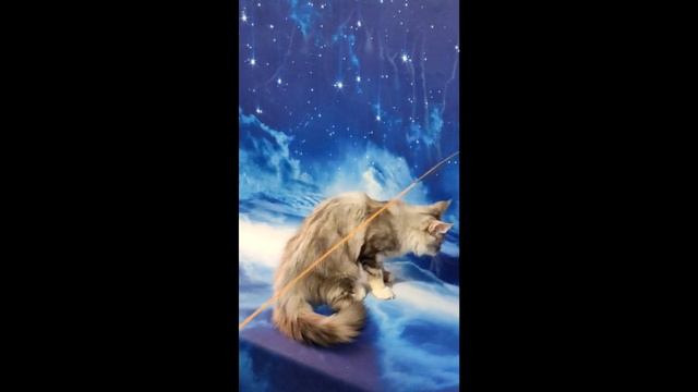 мейн  кун Maine Coon