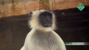 Индия. Лангуры