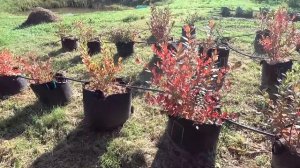 Во что сажать голубику. Секретный субстрат