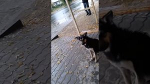 Собака бегает за машинами