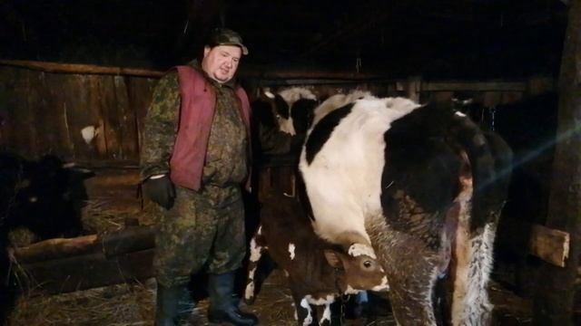 Как приучить корову к чужому теленку. смотреть онлайн