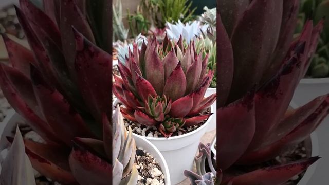 #echeveria #agavoides #antares