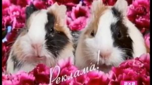 Заставки к 8 марта (2х2, 08.03.2011)