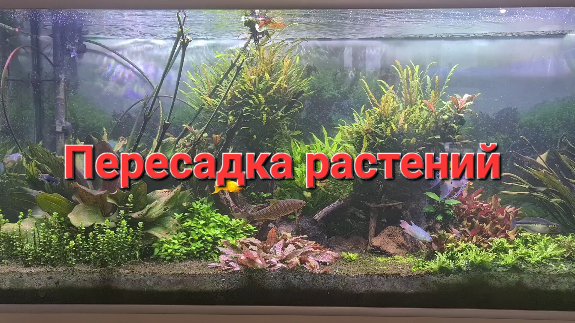 Пересадка растений смотреть онлайн