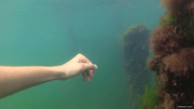 Очень красиво под водой, рыбки, медузы, подводные констукции в Черноморке. смотреть онлайн