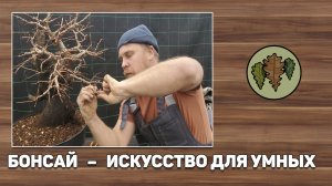 Бонсай   искусство для умных / Пять истин о бонсай