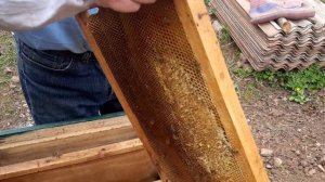 ПАСЕКА.ПЧЕЛОВОДСТВО. Весеннее формирование гнезда пчёл.