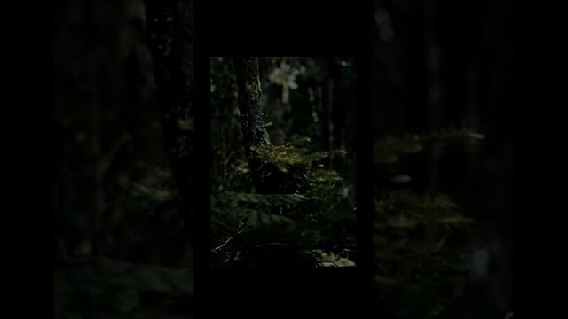 Пение соловья  ночью в лесу