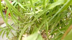 Аспарагус серповидный.