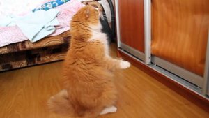 Кот  стоит на задних лапах))