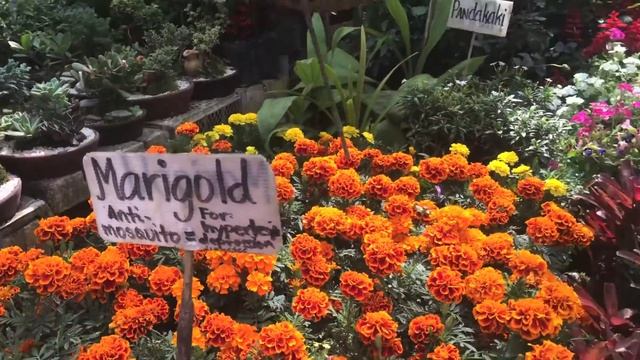 Plantventures! Oxalis Triangularis or Butterfly's Wings Plant смотреть онлайн