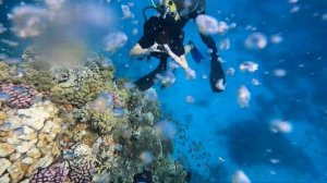 Египет. Шарм-эль-Шейх. Новая экскурсия. Белый остров и заповедник Рас- Мохаммед на яхте.