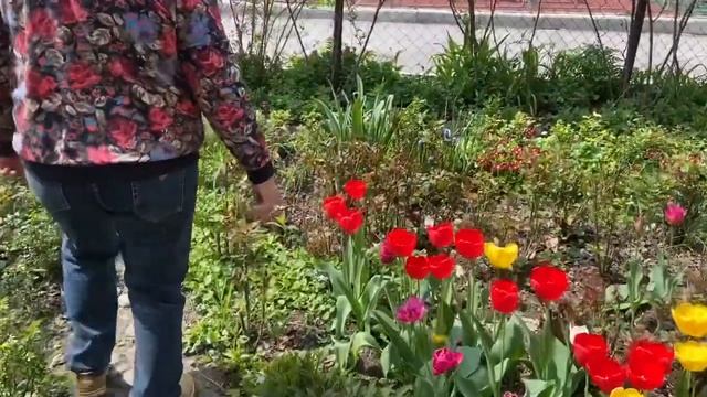 Цветник который вырос на камнях/Какие цветы?? смотреть онлайн