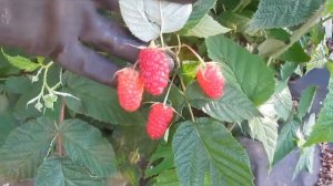 Конек - Горбунок - супер ранний ремонтантный сорт малины