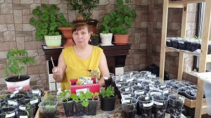 На земле белый налет, плесень на рассаде: Что делать? Как избавится от налета?