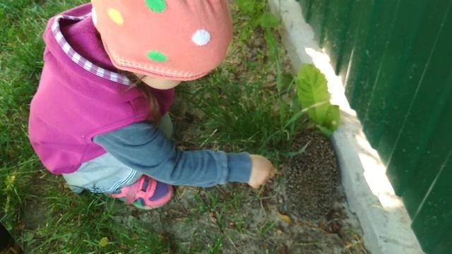 Нападение ежа на девочку, которая его сильно разозлила. Никогда не трогайте ежей! смотреть онлайн