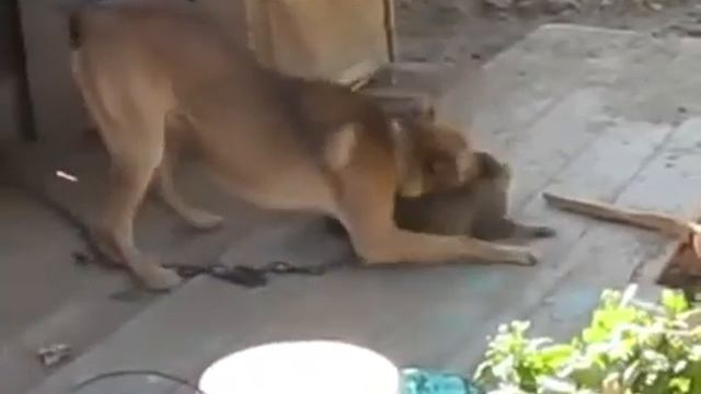 моя любимая собака загрызла кошку🐕❤ смотреть онлайн