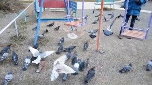Нападение голубей.\Голуби едят не только семечки.\Голуби едят камушки.Обанули голубей.